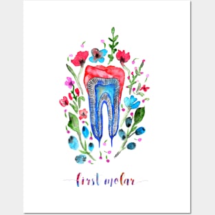 First molar Posters and Art